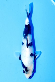 TATEGOI SHIRO-UTSURI Koi kaufen im Koishop