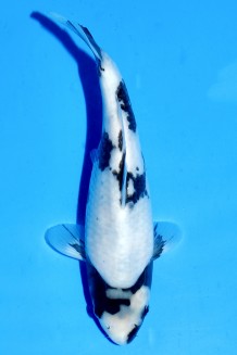 TATEGOI SHIRO-UTSURI Koi kaufen im Koishop