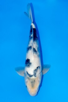 TATEGOI SHIRO-UTSURI Koi kaufen im Koishop