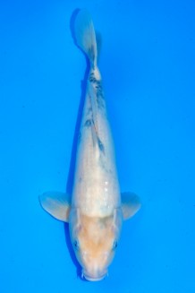 TATEGOI SHIRO-UTSURI Koi kaufen im Koishop