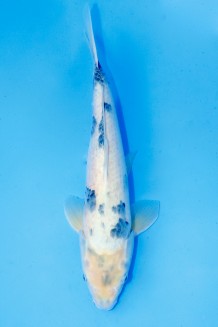 TATEGOI SHIRO-UTSURI Koi kaufen im Koishop