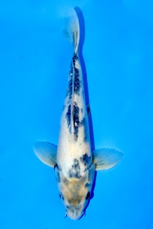 TATEGOI SHIRO-UTSURI Koi kaufen im Koishop
