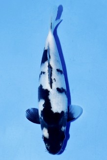 TATEGOI SHIRO-UTSURI J. TOSAI Koi kaufen im Koishop