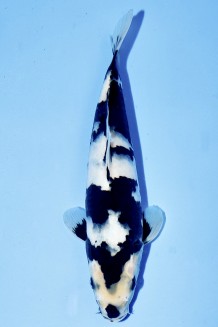 TATEGOI SHIRO-UTSURI J. TOSAI Koi kaufen im Koishop
