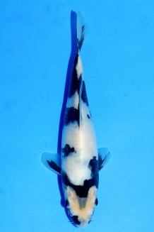 TATEGOI SHIRO-UTSURI J. TOSAI Koi kaufen im Koishop