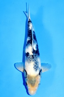 TATEGOI SHIRO-UTSURI J. TOSAI Koi kaufen im Koishop