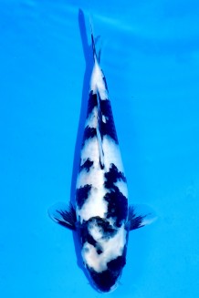 TATEGOI SHIRO-UTSURI J. TOSAI Koi kaufen im Koishop