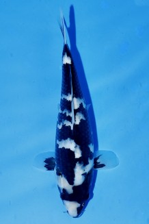 TATEGOI SHIRO-UTSURI JUMBO TOSAI Koi kaufen im Koishop