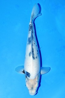 TATEGOI SHIRO-UTSURI "THE BODY" WEIBLICH +42CM Koi kaufen im Koishop