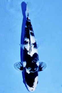 TATEGOI SHIRO-UTSURI W. WEBLICH J. TOSAI Koi kaufen im Koishop