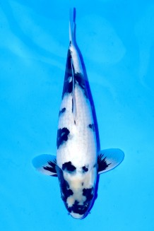 TATEGOI SHIRO-UTSURI Koi kaufen im Koishop