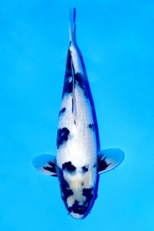 TATEGOI SHIRO-UTSURI W. WEIBLICH Koi kaufen im Koishop