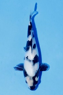 TATEGOI SHIRO-UTSURI J. TOSAI Koi kaufen im Koishop