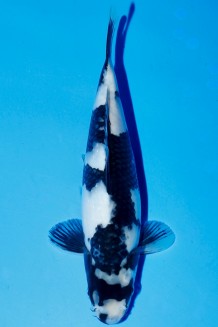 TATEGOI SHIRO-UTSURI W-WEIBLICH J. TOSAI Koi kaufen im Koishop