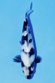 TATEGOI SHIRO-UTSURI W. WEIBLICH J. TOSAI Koi kaufen im Koishop