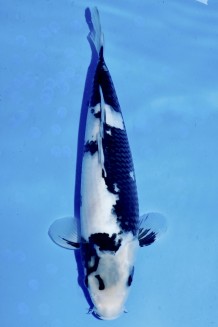 TATEGOI SHIRO-UTSURI W. WEIBLICH JUMBO TOSAI Koi kaufen im Koishop