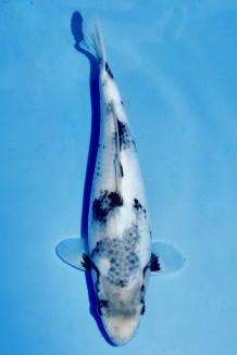 TATEGOI SHIRO-UTSURI WEIBLICH 34 CM Koi kaufen im Koishop