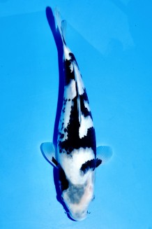 TATEGOI SHIRO-UTSURI WEIBLICH 35 CM Koi kaufen im Koishop