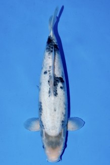 TATEGOI SHIRO-UTSURI WEIBLICH +40CM Koi kaufen im Koishop