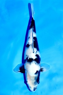 TATEGOI SHIRO-UTSURI WEIBLICH +43cm Koi kaufen im Koishop