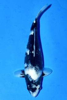 TATEGOI SHIRO-UTSURI WEIBLICH +44 CM Koi kaufen im Koishop