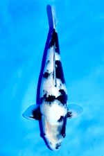 TATEGOI SHIRO-UTSURI WEIBLICH +45cm