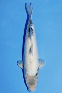 TATEGOI SHIRO-UTSURI WEIBLICH +47CM Koi kaufen im Koishop