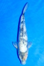 TATEGOI SHIRO-UTSURI WEIBLICH +47CM