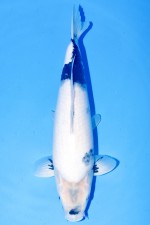 TATEGOI SHIRO-UTSURI WEIBLICH +48CM