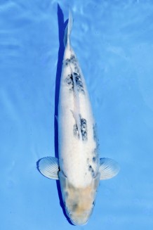 TATEGOI SHIRO-UTSURI WEIBLICH +50CM Koi kaufen im Koishop