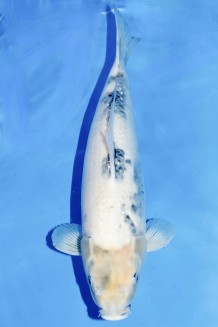 TATEGOI SHIRO-UTSURI WEIBLICH +50CM Koi kaufen im Koishop