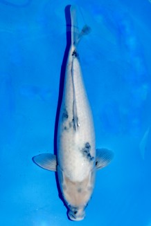 TATEGOI SHIRO-UTSURI WEIBLICH +52CM Koi kaufen im Koishop