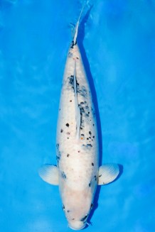 TATEGOI SHIRO-UTSURI WEIBLICH +68 CM Koi kaufen im Koishop