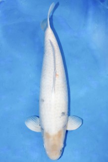 TATEGOI SHIRO-UTSURI WEIBLICH +68 CM Koi kaufen im Koishop