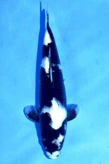 TATEGOI SHIRO-UTSURI WEIBLICH Koi kaufen im Koishop