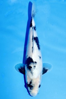 Kaufen Sie hier diesen TATEGOI SHIRO-UTSURI WEIBLICH Japan Koi vom Züchter Omosako TATEGOI SHIRO-UTSURI WEIBLICH Koi kaufen im Koishop