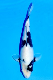 TATEGOI SHIRO-UTSURI WEIBLICH Koi kaufen im Koishop