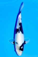 TATEGOI SHIRO-UTSURI WEIBLICH