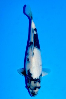 TATEGOI SHIRO-UTSURI WEIBLICH Koi kaufen im Koishop