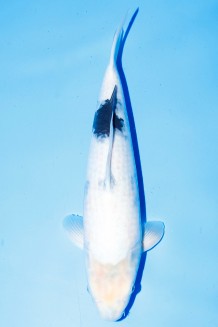 TATEGOI SHIRO-UTSURI WEIBLICH Koi kaufen im Koishop