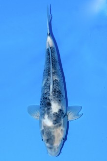 TATEGOI SHIRO-UTSURI WEIBLICH Koi kaufen im Koishop