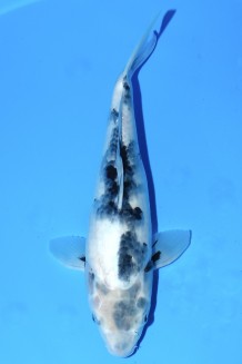 TATEGOI SHIRO-UTSURI WEIBLICH Koi kaufen im Koishop