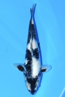 TATEGOI SHIRO-UTSURI WEIBLICH Koi kaufen im Koishop