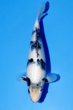 TATEGOI SHIRO-UTSURI WEIBLICH