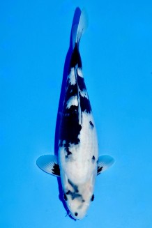 TATEGOI SHIRO-UTSURI WEIBLICH Koi kaufen im Koishop