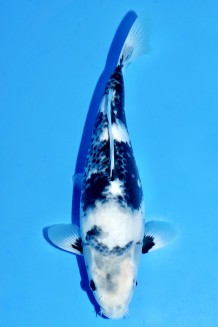 TATEGOI SHIRO-UTSURI Koi kaufen im Koishop