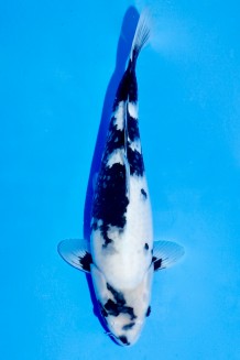 TATEGOI SHIRO-UTSURI WEIBLICH Koi kaufen im Koishop