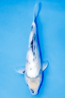 TATEGOI SHIRO-UTSURI WEIBLICH Koi kaufen im Koishop