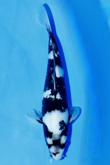 TATEGOI SHIRO-UTSURI WEIBLICH J.TOSAI Koi kaufen im Koishop