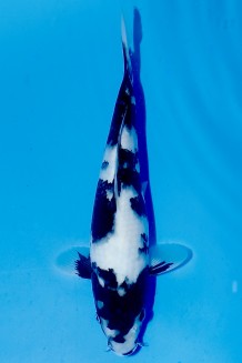 TATEGOI SHIRO-UTSURI WEIBLICH J. TOSAI Koi kaufen im Koishop